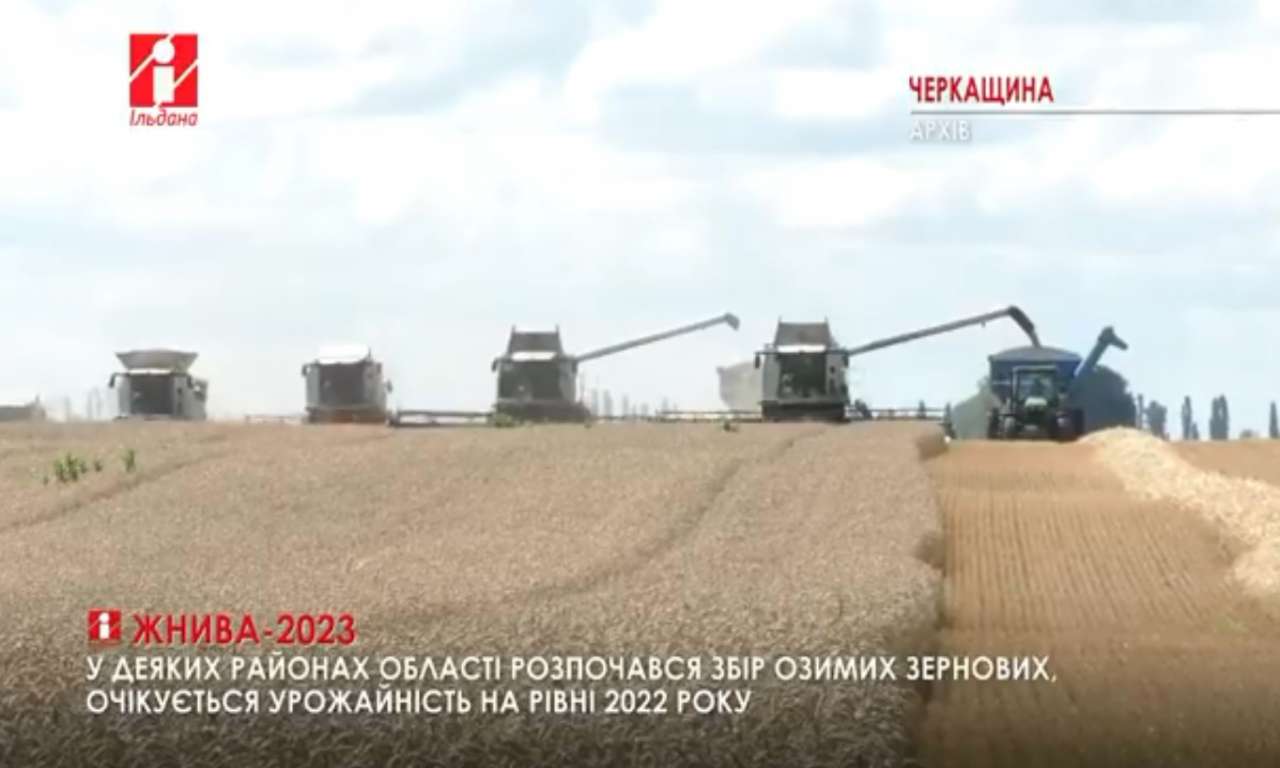 На Черкащині розпочали збирати озимі: врожай очікується не гірше торішнього (ВІДЕО)